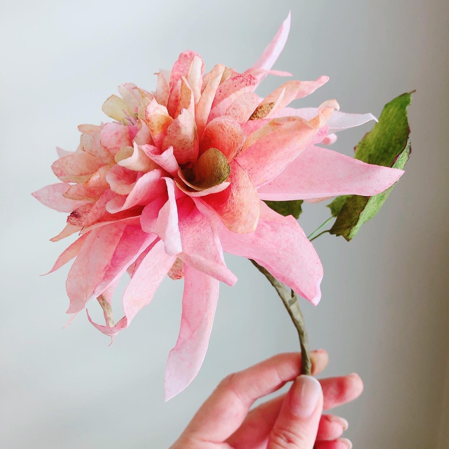 Wafer Paper Dahlia Class - Cakers Paradise QLD - 20/01/2024 - Link in post to booking page