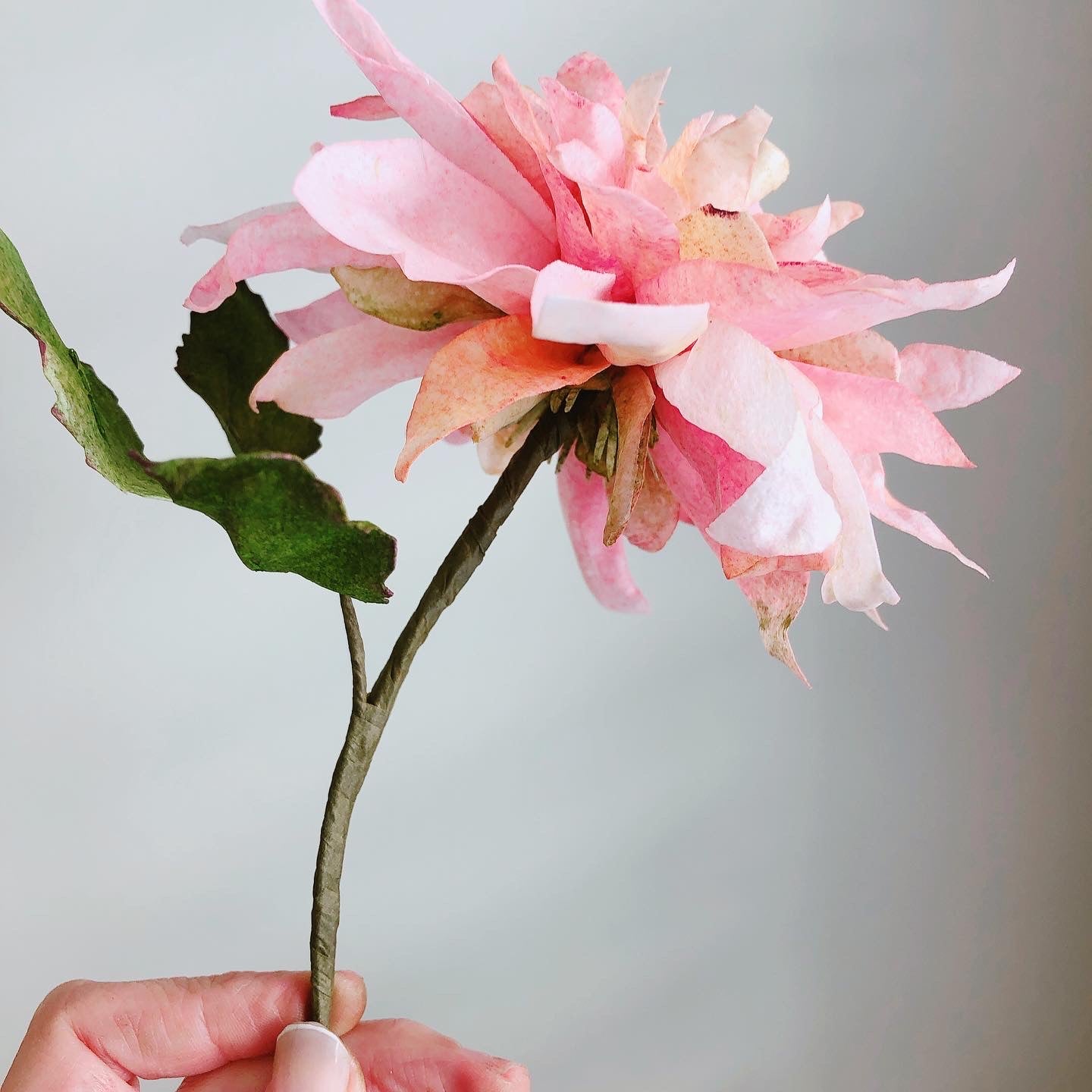 Wafer Paper Dahlia Class - Cakers Paradise QLD - 20/01/2024 - Link in post to booking page