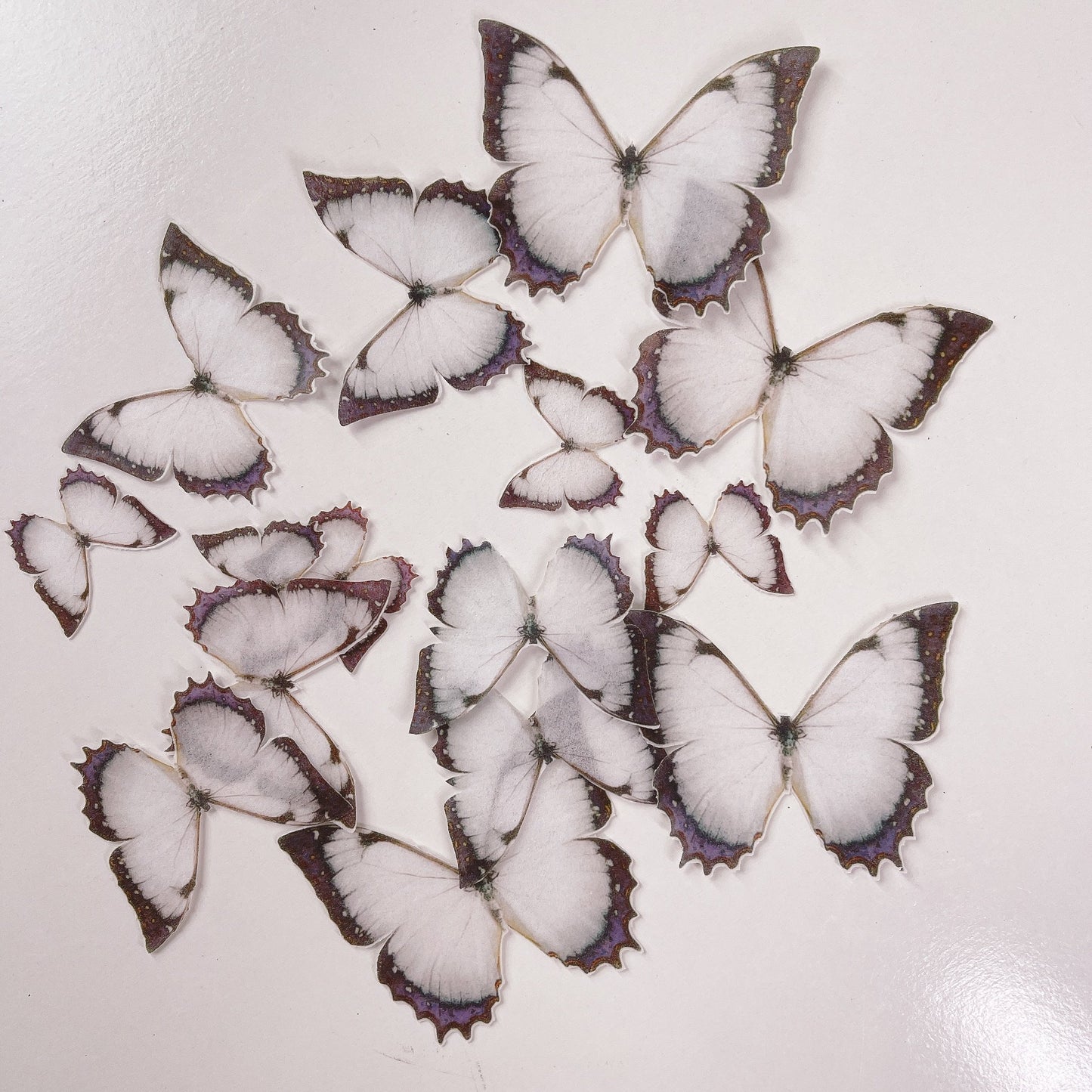 Wafer Paper Butterflies Black and White 24 PreCut Edible