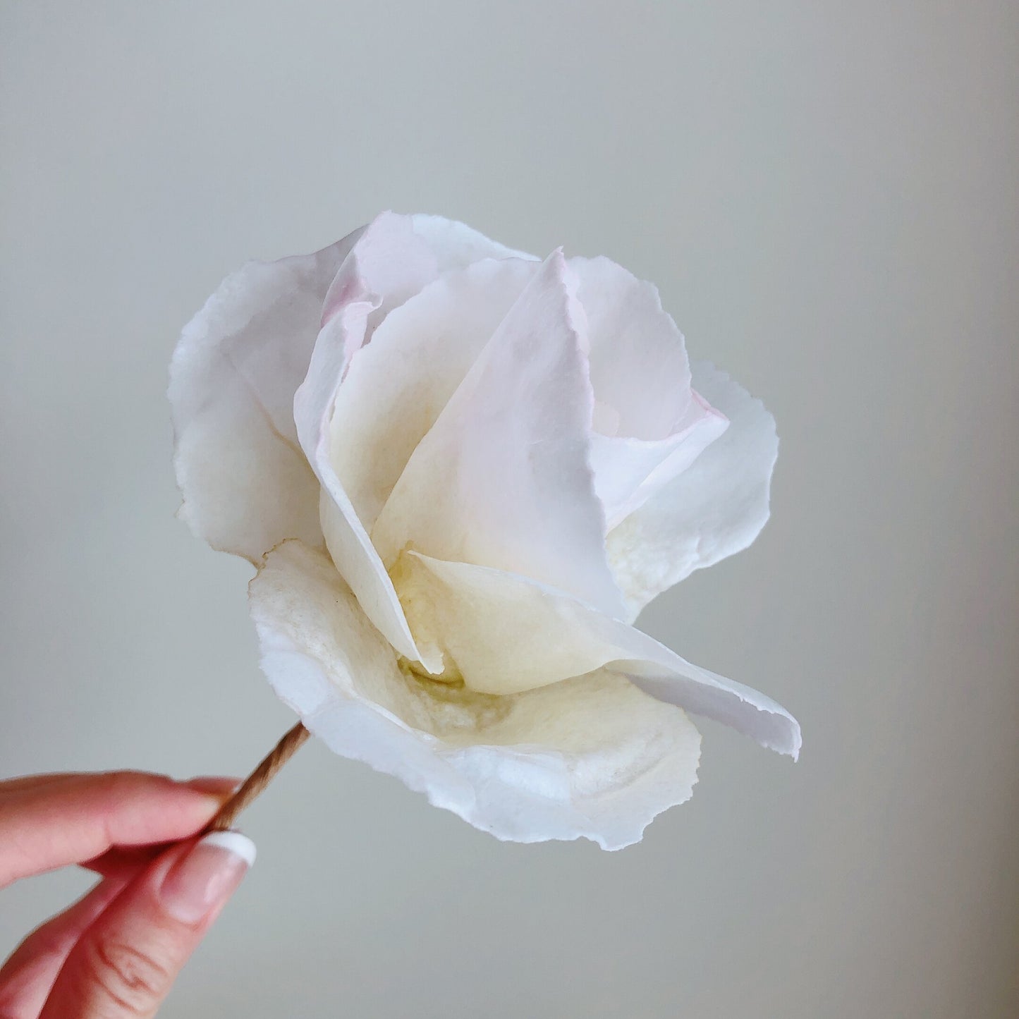 More Moist & More Curl Bundle Offer - Wafer Paper Buddies