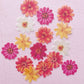 More Wafer Paper shades of Yellows and Oranges Cosmos Flowers Pack of 15