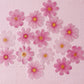 More Wafer Paper shades of Pink Cosmos Flowers Pack of 15