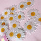 More Wafer Edible Daisies - Pack of 24