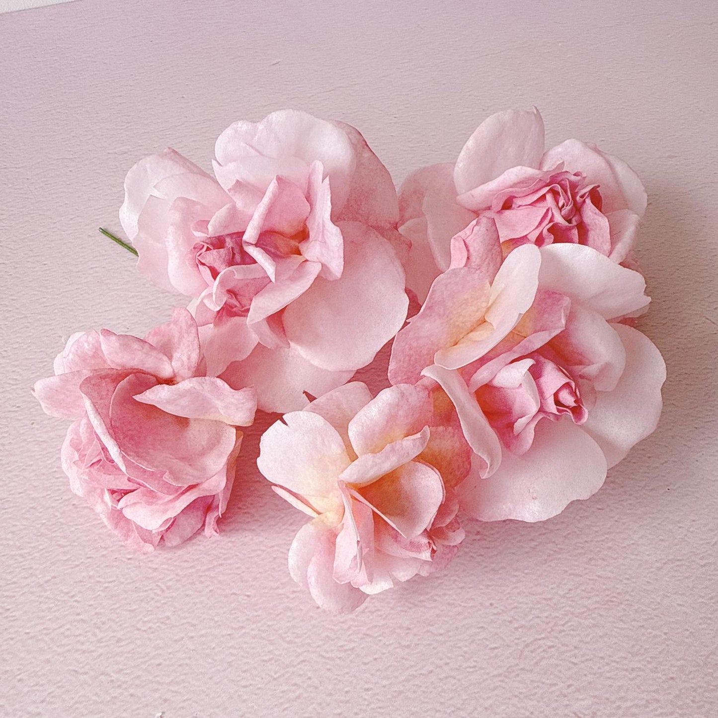 Moreish Italian Rose Template - For Cameo - 5 Page File