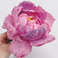 Moreish Peony Template for Cricut 12 Page File