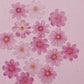 More Wafer Paper shades of Pink Cosmos Flowers Pack of 15