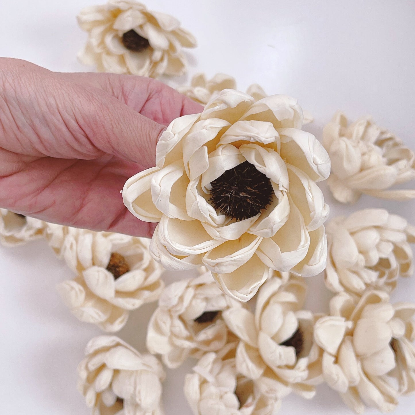 Sola Wood Lotus Flower with Black Stamen