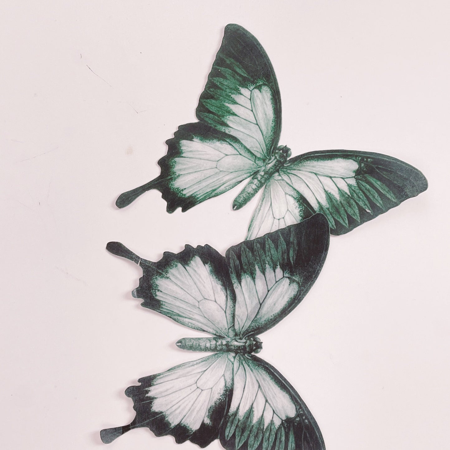 Giant Wafer Paper Butterflies in Black and Grey - Set of 2