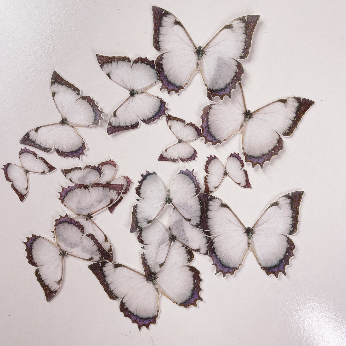 Wafer Paper Butterflies Black and White 15 PreCut Edible