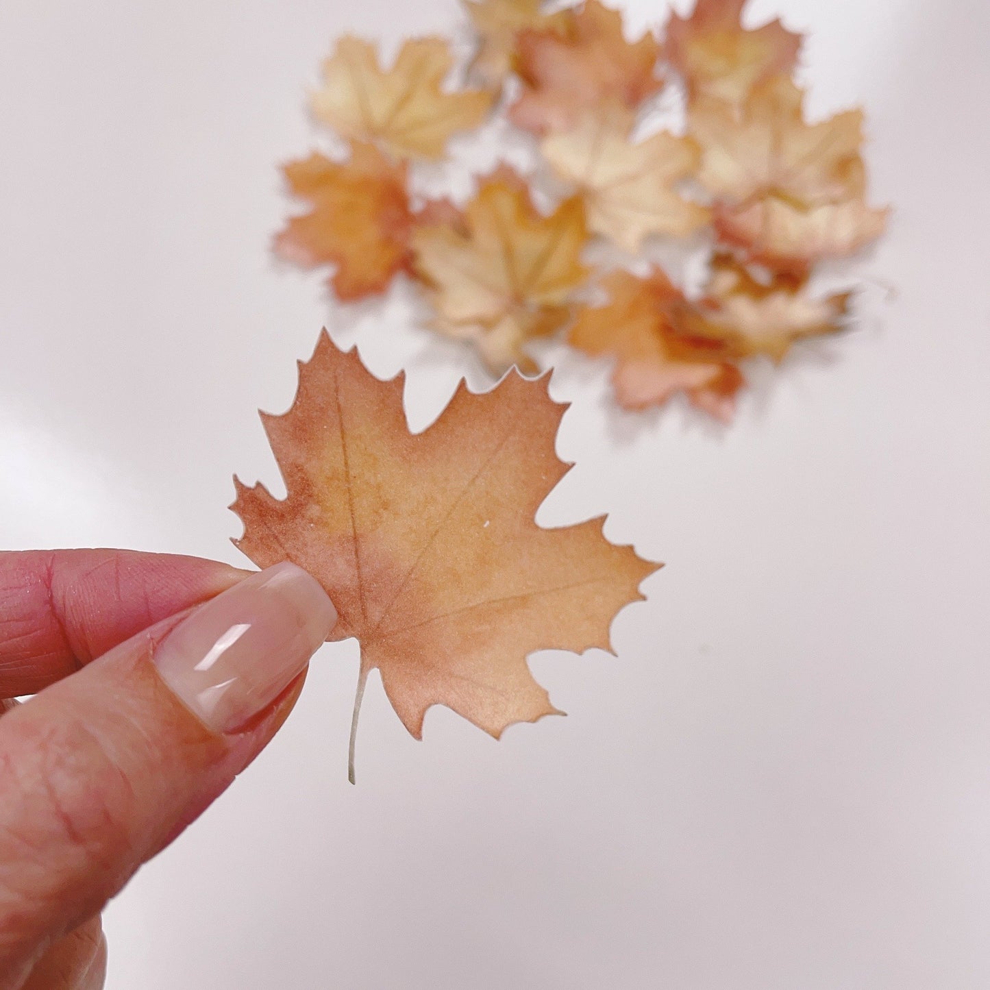 More Wafer Paper Autumn Maple Leaves Pack of 15